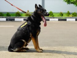 5 Anabul Andalan Pengungkap Kejahatan, dari Kasus Narkoba Hingga Lacak DPO