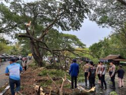 Polres Loteng Evakuasi Pohon Tumbang Halangi Arus Lalu Lintas.