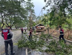 Polres Loteng Evakuasi Pohon Tumbang Halangi Arus Lalu Lintas.