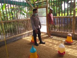 Peternak Ayam Super di Lombok Barat Panen Rutin, Bhabinkamtibmas Dukung Penuh