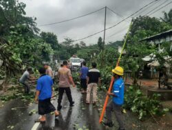 Sekotong Lumpuh Sementara Akibat Pohon Tumbang, Ini Kata Kapolsek!