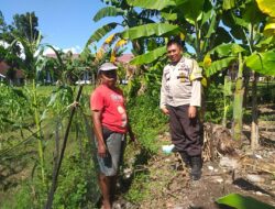 Bhabinkamtibmas Kuripan Ajak Warga Tanam Jagung, Perkuat Ketahanan Pangan