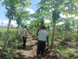 Polsek Kediri Motivasi Petani Pepaya di Desa Ombe Baru, Dukung Ketahanan Pangan