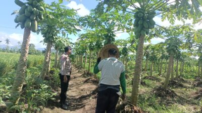 Polsek Kediri Motivasi Petani Pepaya di Desa Ombe Baru, Dukung Ketahanan Pangan