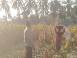 Polri Hadir untuk Petani! Bhabinkamtibmas Sekotong Dukung Produktivitas Pertanian