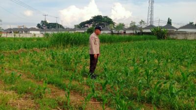 Dukung Ketahanan Pangan, Polsek Labuapi Sambangi Petani Jagung di Karang Bongkot