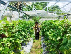 Pekarangan Produktif di Dusun Bengkel: Solusi Cerdas untuk Pangan Sehat