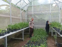 Ketahanan Pangan Lokal: Bhabinkamtibmas Dorong Warga Tanam Cabai