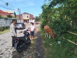 Pemanfaatan Pekarangan Rumah Dorong Ketahanan Pangan Mandiri