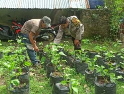 Pekarangan Bergizi Dorong Kesejahteraan Warga Batulayar