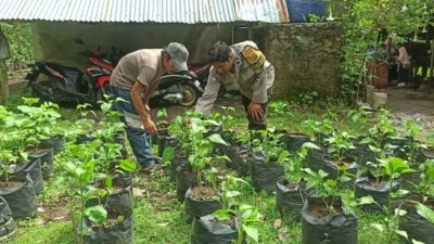 Pekarangan Bergizi Dorong Kesejahteraan Warga Batulayar