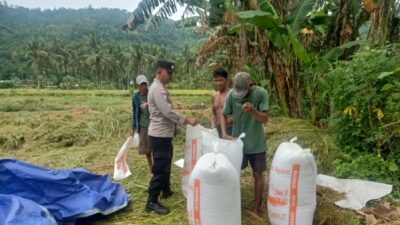 Bhabinkamtibmas Sekotong Kawal Panen Padi, Perkuat Ketahanan Pangan di Lombok Barat