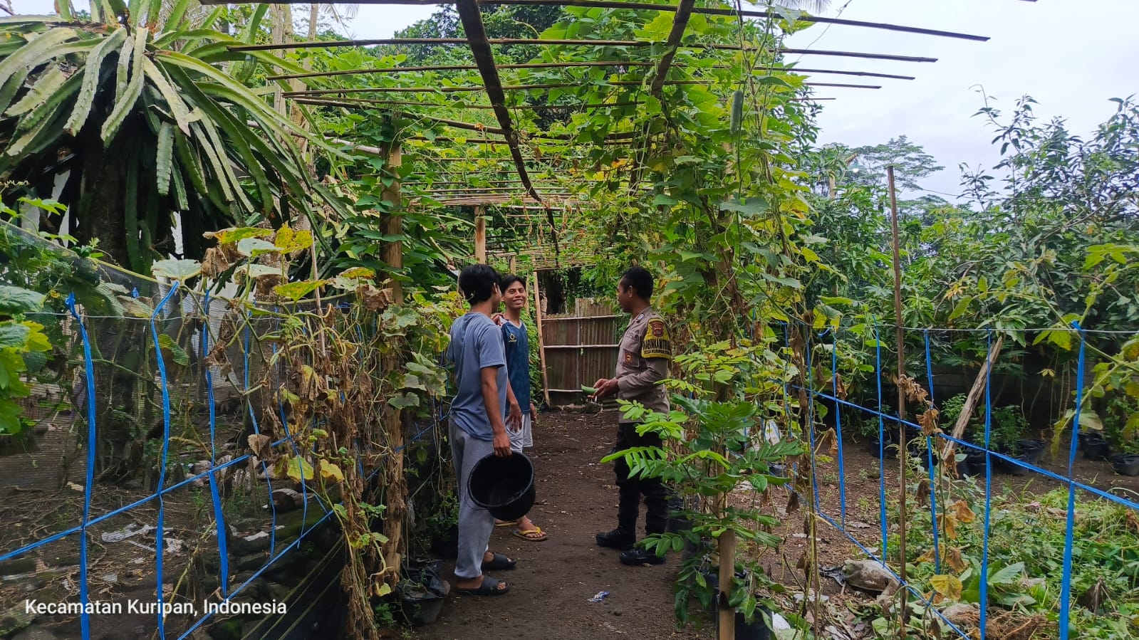 Lombok Barat, NTB – Kepolisian Sektor Kuripan, melalui personel Bhabinkamtibmasnya, terus menunjukkan komitmen dalam mendekatkan diri dengan masyarakat sekaligus mendukung program-program strategis pemerintah hingga ke tingkat akar rumput. Salah satu wujud nyata dari upaya ini terlihat pada Rabu (14/05/2025), ketika Bhabinkamtibmas Desa Kuripan Utara melaksanakan kunjungan dan silaturahmi di Dusun Pesongoran. Fokus utama kunjungan kali ini adalah menyambangi Komunitas Pemuda Peduli Lingkungan yang berlokasi di dusun tersebut. Pertemuan yang berlangsung santai namun penuh makna ini dimulai sekitar pukul 09.30 WITA dan dihadiri oleh sejumlah perwakilan pemuda anggota komunitas. Meningkatkan Sinergi dan Kesadaran Pangan Lokal Kegiatan yang diinisiasi oleh Bhabinkamtibmas Desa Kuripan Utara ini bertujuan ganda: pertama, mempererat jalinan silaturahmi dan komunikasi yang sudah terjalin baik antara pihak kepolisian dengan warga binaan, khususnya komunitas pemuda. Kedua, dan tak kalah pentingnya, adalah mensosialisasikan serta mendorong partisipasi aktif komunitas dalam program ketahanan pangan nasional, dengan fokus pada skala rumah tangga dan komunitas. Di tengah tantangan global terkait ketersediaan pangan, inisiatif di tingkat lokal seperti yang digaungkan oleh Bhabinkamtibmas ini menjadi sangat relevan. Konsep ketahanan pangan yang disampaikan merujuk pada kemandirian dalam memenuhi kebutuhan pangan keluarga atau komunitas, salah satunya melalui pemanfaatan lahan pekarangan kosong yang kerap kali belum termanfaatkan secara optimal. Pentingnya Peran Pemuda dan Pemanfaatan Pekarangan Memilih Komunitas Pemuda Peduli Lingkungan sebagai sasaran sosialisasi bukanlah tanpa alasan. Kaum muda memiliki energi, kreativitas, dan potensi besar sebagai agen perubahan di masyarakat. Keterlibatan mereka dalam program ketahanan pangan diharapkan dapat menjadi penggerak dan contoh bagi warga lainnya, sekaligus menumbuhkan kesadaran akan pentingnya kemandirian pangan dari usia dini. Dalam dialog yang interaktif, Bhabinkamtibmas menjelaskan betapa mudahnya memulai program ketahanan pangan mandiri. Dengan menanam sayuran atau tanaman pangan lainnya di pekarangan kosong, warga dapat menghasilkan sumber pangan yang sehat, segar, dan tentunya menghemat biaya belanja. Selain itu, kegiatan berkebun juga bisa menjadi hobi positif yang produktif bagi para pemuda. Berbagai jenis sayuran yang cocok ditanam di pekarangan, seperti cabai, tomat, terong, bayam, atau kangkung, dibahas sebagai contoh konkret. Dukungan Penuh dari Pihak Kepolisian Sektor Kuripan Menanggapi kegiatan positif ini, Kapolres Lombok Barat, Polda NTB, AKBP Yasmara Harahap, S.I.K., melalui Kapolsek Kuripan, Polres Lombok Barat, Ipda I Wayan Eka Ariyana, S.H., menyampaikan apresiasinya. Menekankan bahwa kegiatan seperti ini merupakan bagian integral dari tugas kepolisian, khususnya Bhabinkamtibmas, dalam melakukan pembinaan masyarakat. "Kegiatan ini sangat positif. Kami dari Kepolisian, khususnya Bhabinkamtibmas, memiliki peran strategis dalam membina masyarakat hingga ke tingkat dusun. Program ketahanan pangan ini bukan hanya soal menanam, tapi juga membangun kemandirian masyarakat," ujar Ipda I Wayan Eka Ariyana. Kapolsek menambahkan, bahwa mengapresiasi partisipasi aktif komunitas pemuda di Kuripan Utara ini. “Mereka adalah aset penting dalam mewujudkan lingkungan yang lestari sekaligus mendukung ketahanan pangan lokal. Sinergi antara Polri dan masyarakat, terutama generasi muda, sangat krusial untuk menjaga stabilitas dan kesejahteraan,” ujarnya.