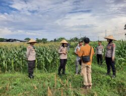 Polisi dan Petani Bersinergi: Kawal Panen Jagung Lombok Barat