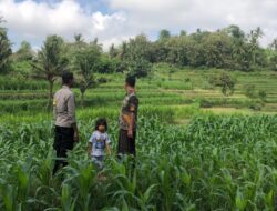 Pemantauan Lahan Jagung di Mareje, Polri Hadir untuk Petani