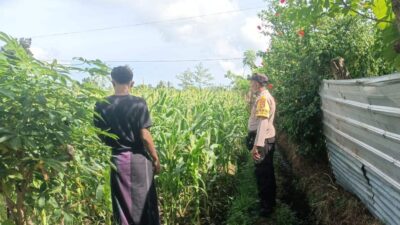 Jagung Bonanza dan Peran Polri dalam Ketahanan Pangan