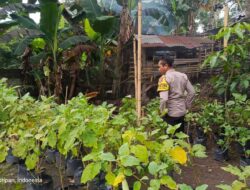 Sinergi Polri dan Pemuda Dorong Swasembada Pangan di Kuripan