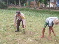 Ketahanan Pangan Lokal, Inisiatif Bhabinkamtibmas di Lombok Barat