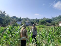 Kunjungan Humanis Bhabinkamtibmas ke Petani Jagung di Sekotong Timur