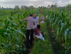 Sinergi Polisi dan Petani Kuripan Atasi Tantangan Kemarau Basah