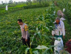 Motivasi Petani Kuripan: Polri Dorong Ketahanan Pangan dari Tingkat Desa