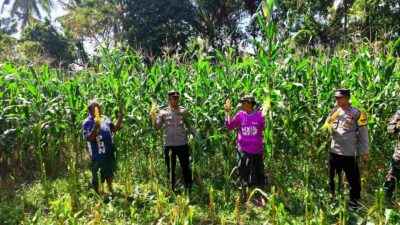 Ketahanan Pangan Diperkuat Lewat Panen Jagung Varietas Unggul di Lombok Barat