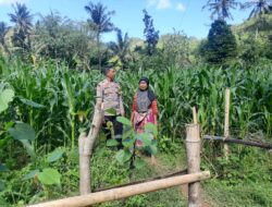 Polsek Lembar Dorong Produksi Jagung di Lombok Barat