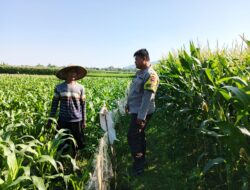 Peran Polri Dukung Petani Jagung di Jelateng Sedenggang, Lombok Barat