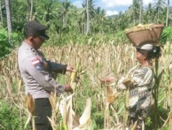 Sinergi Polri dan Petani di Sekotong, Panen Jagung Jadi Simbol Ketahanan Pangan