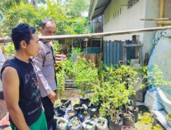 Pekarangan Produktif di Bajur: Upaya Nyata Ketahanan Pangan