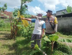 Langkah Nyata Desa Sandik Menuju Kemandirian Pangan Rumah Tangga