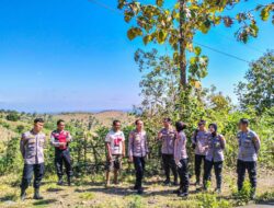 Upaya Ketahanan Pangan: Polres Lombok Barat dan Polda NTB Tinjau Lahan Pertanian di Kedaro