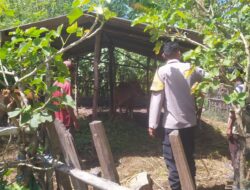 Optimalisasi Lahan Kosong, Polsek Sekotong Dukung Swasembada Pangan