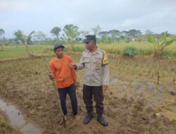 Sinergi Polri dan Warga Desa Montong Are Wujudkan Swasembada Pangan
