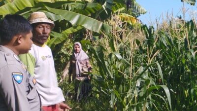Pemantauan Jagung di Pengdongan Indah Dukung Ketahanan Pangan Desa