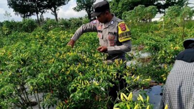 Bhabinkamtibmas Kuripan Utara Dampingi Petani Panen Cabai, Dukung Ketahanan Pangan