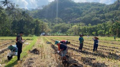 Polres Lobar Kawal Produksi Jagung di Kecamatan Gerung