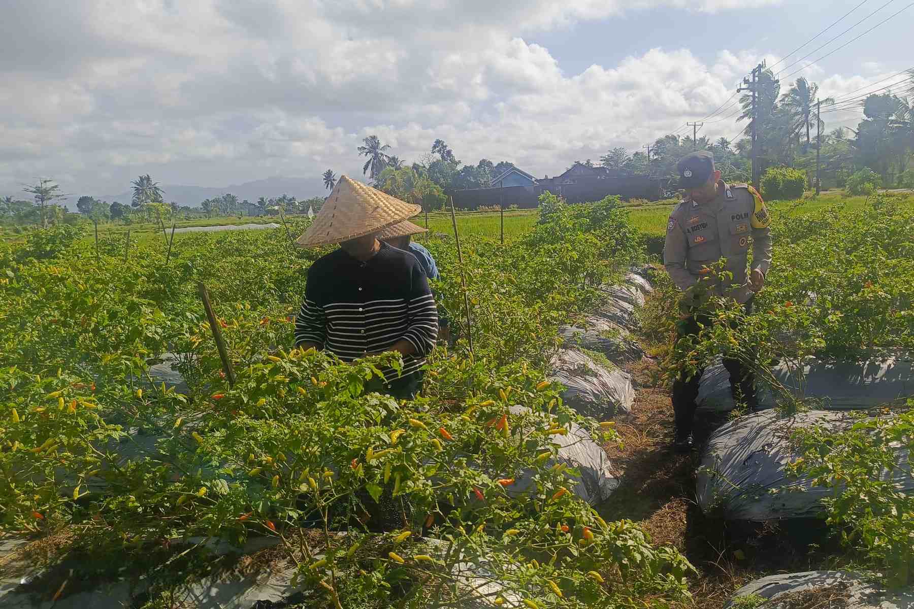 Polri Dampingi Petani Panen Cabai di Kuripan Utara, Dukung Ketahanan Pangan Lokal
