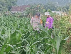 Polsek Lembar Dukung Ketahanan Pangan Lewat Pendampingan Petani di Desa Babussalam