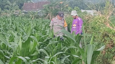Polsek Lembar Dukung Ketahanan Pangan Lewat Pendampingan Petani di Desa Babussalam