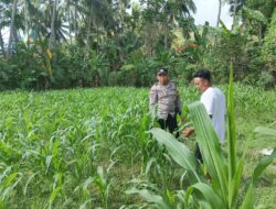 Sinergi Polri dan Petani di Sekotong: Kunci Ketahanan Pangan dari Desa