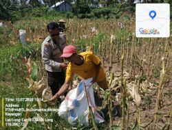 Bhabinkamtibmas Desa Gumantar Dampingi Panen Jagung Lanjutan Kuartal III Sebagai Wujud Dukungan Program Ketahanan Pangan