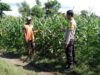 Bhabinkamtibmas Polsek Kilo Pantau Lahan Jagung Warga Dukung Ketahanan Pangan Menuju Indonesia Emas 2045
