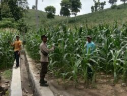 Bhabinkamtibmas Polsek Woja Pantau Lahan Jagung Warga Dukung Ketahanan Pangan Nasional
