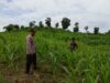 Bhabinkamtibmas Polsek Hu’u Pantau Lahan Jagung Warga Dukung Ketahanan Pangan Nasional menuju Indonesia Emas 2045