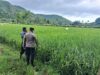 Dukung Ketahanan Pangan, Bhabinkamtibmas Desa Sampe Ajak Warga Ubah Pekarangan Jadi Kebun Sayur