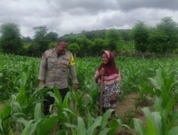 Bhabinkamtibmas Polsek Kilo Pantau Lahan Jagung Warga Dukung Program Ketahanan Pangan Nasional