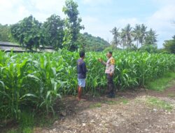 Dukung Ketahanan Pangan, Bhabinkamtibmas Desa Luk Kawal Pertumbuhan Tanaman Jagung Hibrida Warga