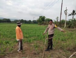 Polsek Hu’u Pantau Lahan Jagung Warga di Desa Cempi Jaya, Dukung Ketahanan Pangan Nasional