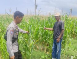 Polsek Kempo Lakukan Pemantauan Lahan Jagung Warga, Dukung Program Ketahanan Pangan Nasional